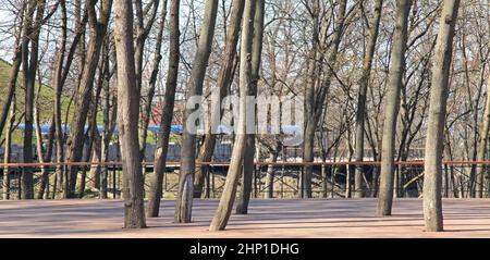 Frühling in der Stadt. Parkstraße zwischen Bäumen und Hängen. Bau eines hölzernen Gehwegs oder einer Gasse mit der Erhaltung der grünen Zone (Bäume) Stockfoto