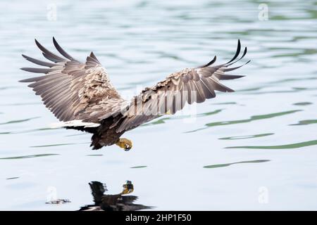 Seeadler im Flug auf der Insel Mull Stockfoto
