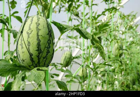 Wassermelonenplantage im Gewächshaus mit unreifen tropischen Früchten Stockfoto