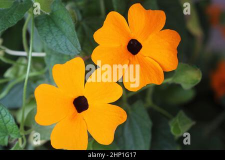 Thunbergia, allgemein bekannt als orange Uhrenvine oder orange Trompete Rebe . Stockfoto