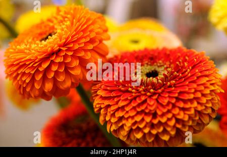 Leuchtend gelb-rote Dahlien, die auf einem verschwommenen Hintergrund blühen, Blumengeschäft. Stockfoto