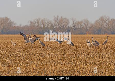 Sandhill Cranes, die auf den Feldern in der Nähe von Kearney, Nebraska, angezeigt werden Stockfoto