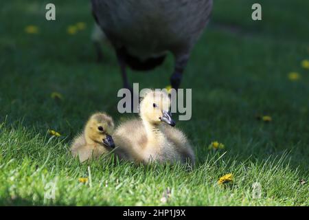 Zwei Kanadagänse sitzen, während ein Erwachsener schützt. Stockfoto