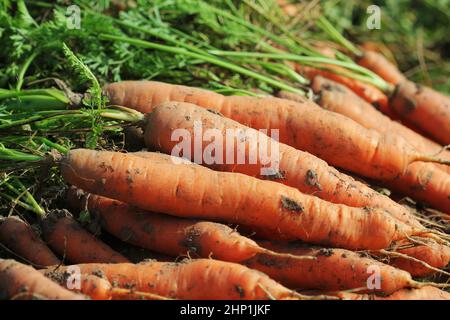 Haufen frischer, reifer Karotten auf dem Feld. Ökologischer Landbau . Stockfoto