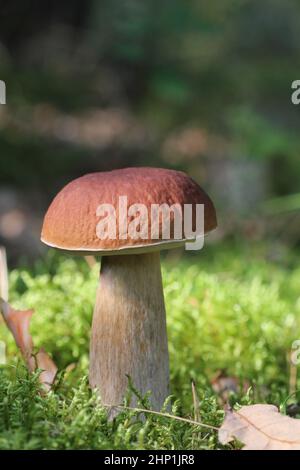 Nahaufnahme der ausgezeichneten essbaren Boletus Pilz und gefallenen Blättern im Herbstwald. Stockfoto
