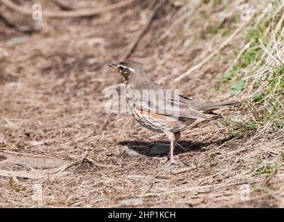 Rund um Island - Redwing - Turdus iliacus im Frühling Stockfoto