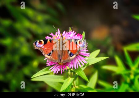 Makro einer getönten Dame Schmetterling auf einer rosa Aster Blume Stockfoto