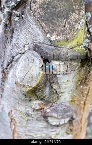 Eine wunderschöne blaue Holzbiene arbeitet am Stamm eines alten Baumes. Stockfoto