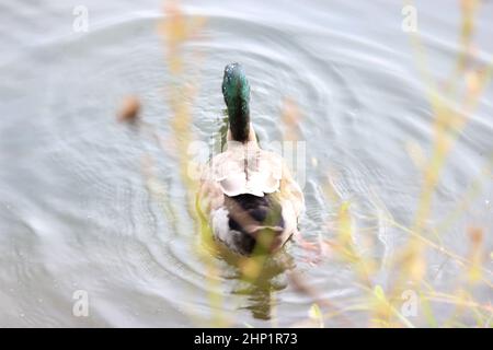 Anmutige Stockente, die im tiefen Wasser mit Wellen schwimmt. Eine einzelne Ente auf einem Teich, die Wellen auf dem Wasser macht Stockfoto