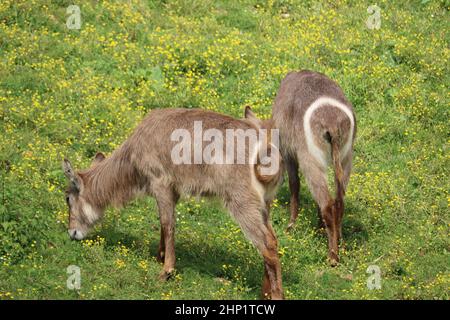 Schöne wilde Tiere kochend Hörner Safari Antilopen Gazellen Stockfoto