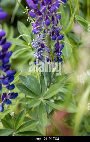 Viele Blattläuse haben lila Lupinen befallen Stockfoto