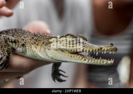 Baby Krokodil aus der Mangrovenwälder in Sri Lanka. Halten sie in Händen. Stockfoto