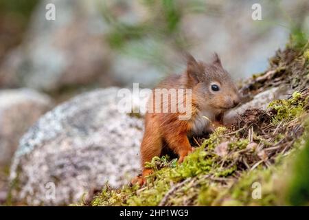 Junge Eichhörnchen Stockfoto