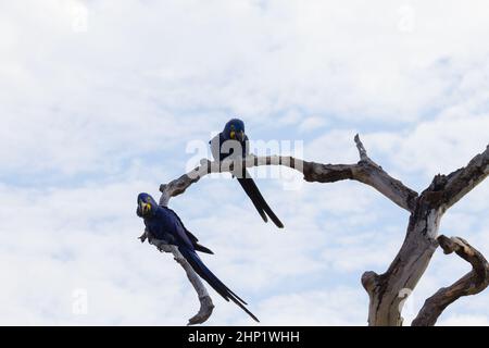 Paar Hyazinth-Ara aus Pantanal, Brasilien.  Brasilianischen Tierwelt. Größte Papagei der Welt. Anodorhynchus hyacinthinus Stockfoto