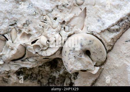 Fossile Ammoniten und Muscheln in einer natürlichen Kalksteinplatte - selektiver Fokus Stockfoto