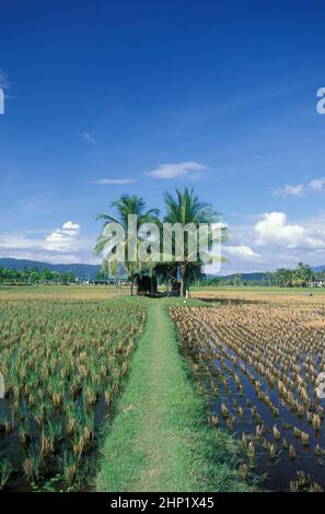 Ein Reisfeld im Laman PADI Langkawi Museum in der Stadt Kampung Lubok Buaya und Pantai Cenang Beach auf der Insel Langkawi in Malaysia. Mala Stockfoto