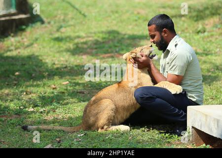 Colombo, Hambantota. 17th. Februar 2022. Am 17. Februar 2022 interagiert ein Zooarzt mit einem Löwenjungen im Ridiyagama Safari Park in Hambantota, Sri Lanka. Derzeit befinden sich 15 Löwen im Safaripark und acht dieser Jungen wurden im Park geboren. Quelle: Ajith Perera/Xinhua/Alamy Live News Stockfoto