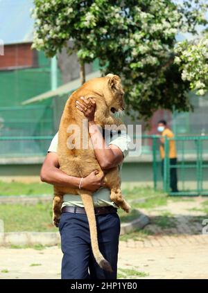 Colombo, Hambantota. 17th. Februar 2022. Ein Zooarzt hält am 17. Februar 2022 ein Löwenjunges im Ridiyagama Safari Park in Hambantota, Sri Lanka. Derzeit befinden sich 15 Löwen im Safaripark und acht dieser Jungen wurden im Park geboren. Quelle: Ajith Perera/Xinhua/Alamy Live News Stockfoto