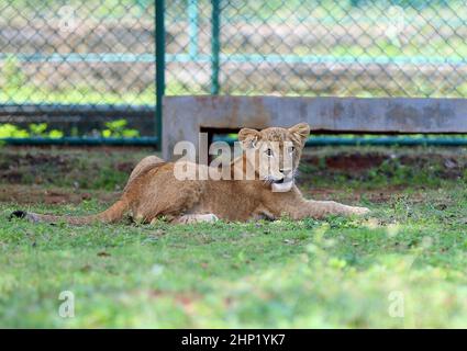 Colombo, Hambantota. 17th. Februar 2022. Ein Löwenjunges wird am 17. Februar 2022 im Ridiyagama Safari Park in Hambantota, Sri Lanka, gesehen. Derzeit befinden sich 15 Löwen im Safaripark und acht dieser Jungen wurden im Park geboren. Quelle: Ajith Perera/Xinhua/Alamy Live News Stockfoto