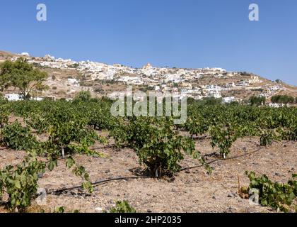 Assyrtiko - einheimische Weintraube auf dem Weinhof auf der Insel Santorini, Griechenland Stockfoto