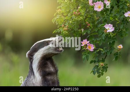 Europäischer Dachs mit offenem Mund schnüffelt blühende Wildrose. Horizontal. Stockfoto