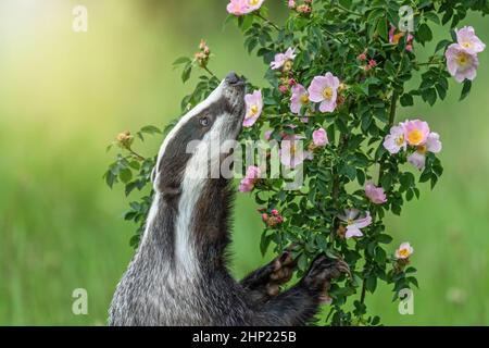 Der schöne europäische Dachs schnüffelt blühende Wildrose, die auf Hinterbeinen steht. Horizontal. Stockfoto