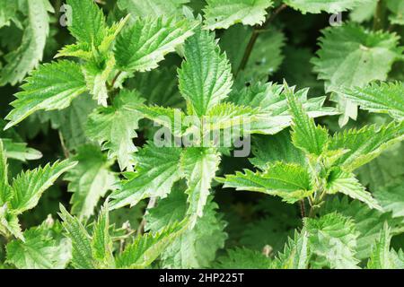 Heilpflanze Brennnessel. Brennnesselgras mit flauschigen grünen Blättern. Brennnesselkraut wächst im Boden. Stockfoto