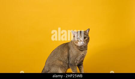 Erwachsene graue Katze, kurzhaarige schottische geradohrige Katze, sitzt auf einem gelben Hintergrund. Stockfoto