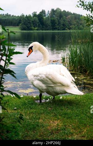 Weißer Schwan am See Stockfoto