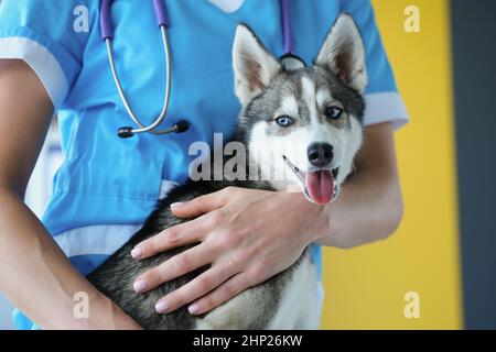 Der Tierarzt hält einen Husky Welpe, der Hund ist Nahaufnahme Stockfoto