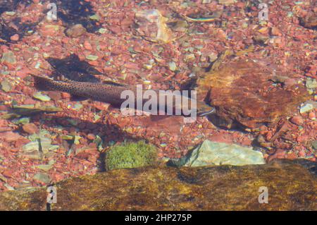 Cutthroat Forelle in einem Bergstrom in Rose Creek im Glacier National Park in Montana Stockfoto