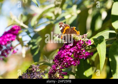 Der rote Admiral (Vanessa Atalanta) sitzt auf dem Sommerflieder Stockfoto