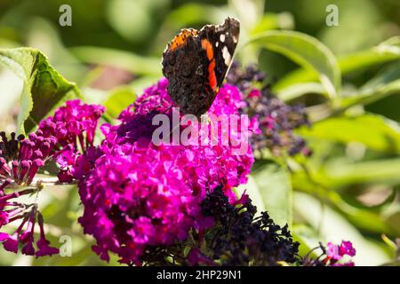 Der rote Admiral (Vanessa Atalanta) sitzt auf dem Sommerflieder Stockfoto