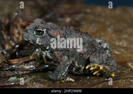 Nahaufnahme einer jungen Westernkröte, Anaxyrus boreas, die auf dem Waldboden sitzt Stockfoto