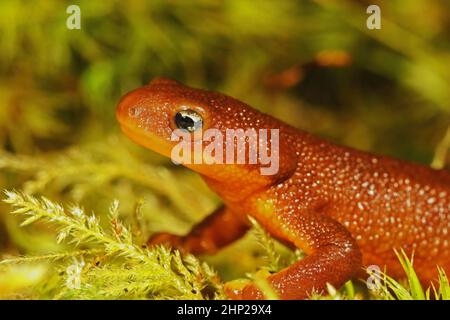 Nahaufnahme eines grobhäutigen Newt, Taricha granulosa, der auf grünem Moos im Süden von Oregon sitzt Stockfoto