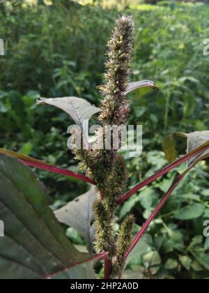 Wilde essbare Amaranth Ernte Schweinebauch Pflanze im Feld. Glattes Schweinskraut. Stockfoto