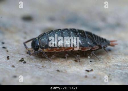 Nahaufnahme des schnellen Holzhauses, Philoscia muscorum auf einem Stück Pappe sitzend Stockfoto