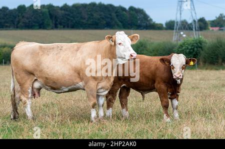 Herde von Simmentaler Kühen und Kälbern auf Tieflandweiden, North Yorkshire, Großbritannien. Stockfoto