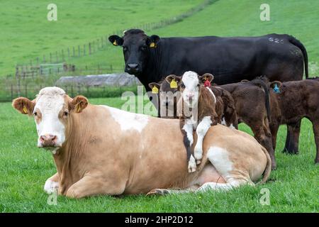 Kuh setzte sich mit Kalb über den Rücken gelegt und sah sehr gekühlt aus, Lockerbie, Großbritannien. Stockfoto