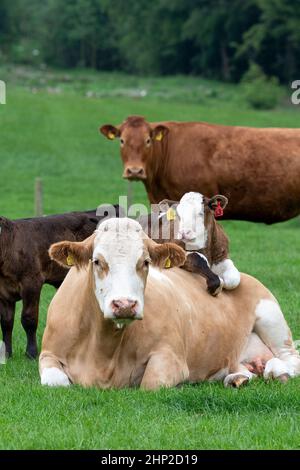 Kuh setzte sich mit Kalb über den Rücken gelegt und sah sehr gekühlt aus, Lockerbie, Großbritannien. Stockfoto