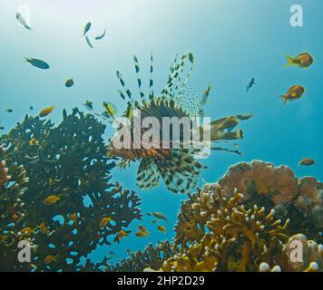 Rotmeer-Löwenfische schwimmen über Feuerkorallen am tropischen Riff mit Sonne im Hintergrund Stockfoto