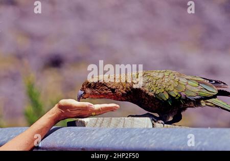 Der Kea, Nestor notabilis, ist eine Art großer Papageien aus der Familie Nestoridae, die in den bewaldeten und alpinen Regionen der Südinsel von New Ze gefunden wird Stockfoto