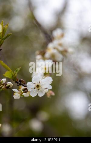 Viele schöne Blüten von Apfelbaum im Frühjahr Stockfoto
