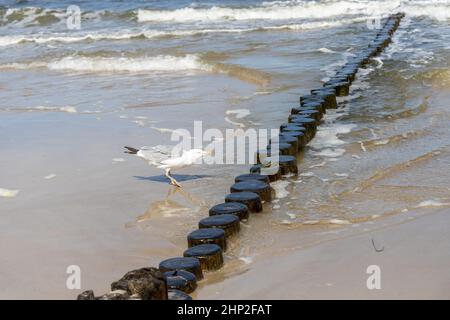 Viele Möwen am Strand der Ostsee auf der Suche nach Nahrung Stockfoto