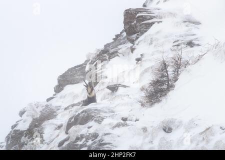 Tatra chamois, rupicapra rupicapra tatrica, stehend auf Bergen in der Winternatur. Wildziege beobachten auf schneebedeckten Felsen. Tier mit gebogenen Hörnern looki Stockfoto