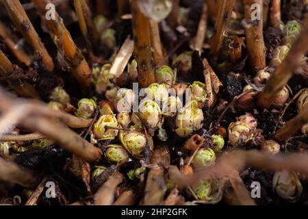 Hortensia junge Sprossen wachsen im Garten auf nassem Land mit hohen Pflanzenstämmen rund tagsüber. Freizeitaktivitäten im Freien für Naturliebhaber Stockfoto