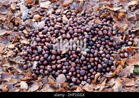 Rufen Rosskastanien im Wald zur Wildführung Stockfoto