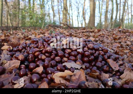 Rufen Rosskastanien im Wald zur Wildführung Stockfoto