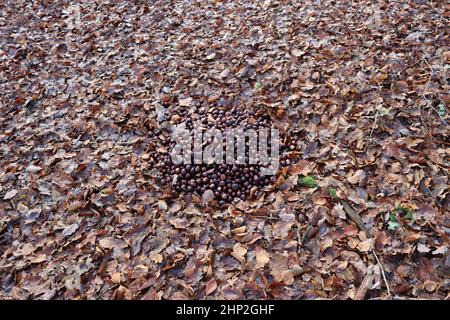 Rufen Rosskastanien im Wald zur Wildführung Stockfoto