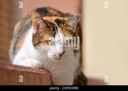 Eauropean Kurzhaar Calico Katze mit grünen Augen Stockfoto